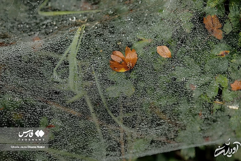 (تصاویر) همنشینی قطرات شبنم با تارهای عنکبوت